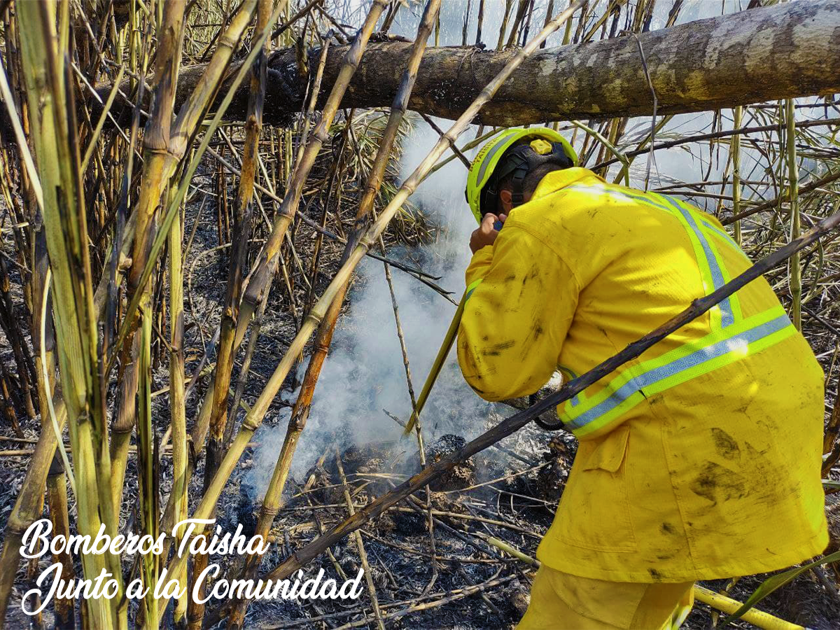 Primer Forestal 8